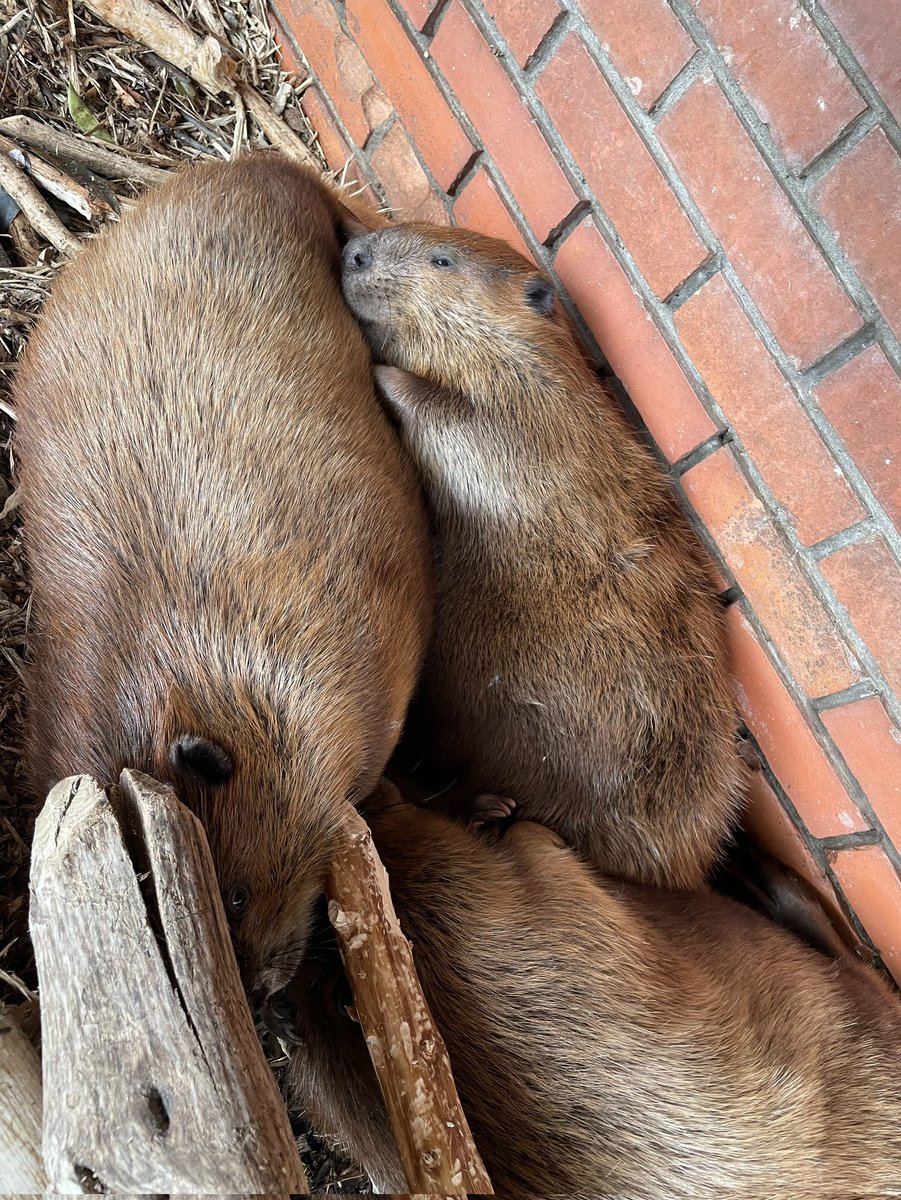ヒノトントンZOO（羽村市動物公園） tweet media