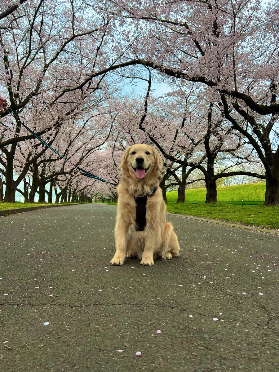 🦮「ボク地方の今年の桜🌸近所の公園に朝散歩に行けばこーんなに綺麗な桜のトンネルを独占できるよ〜！」

今年も家族みんなで桜が見られて良かった😊
また来年も一緒だよ💫

#ゴールデンレトリバー