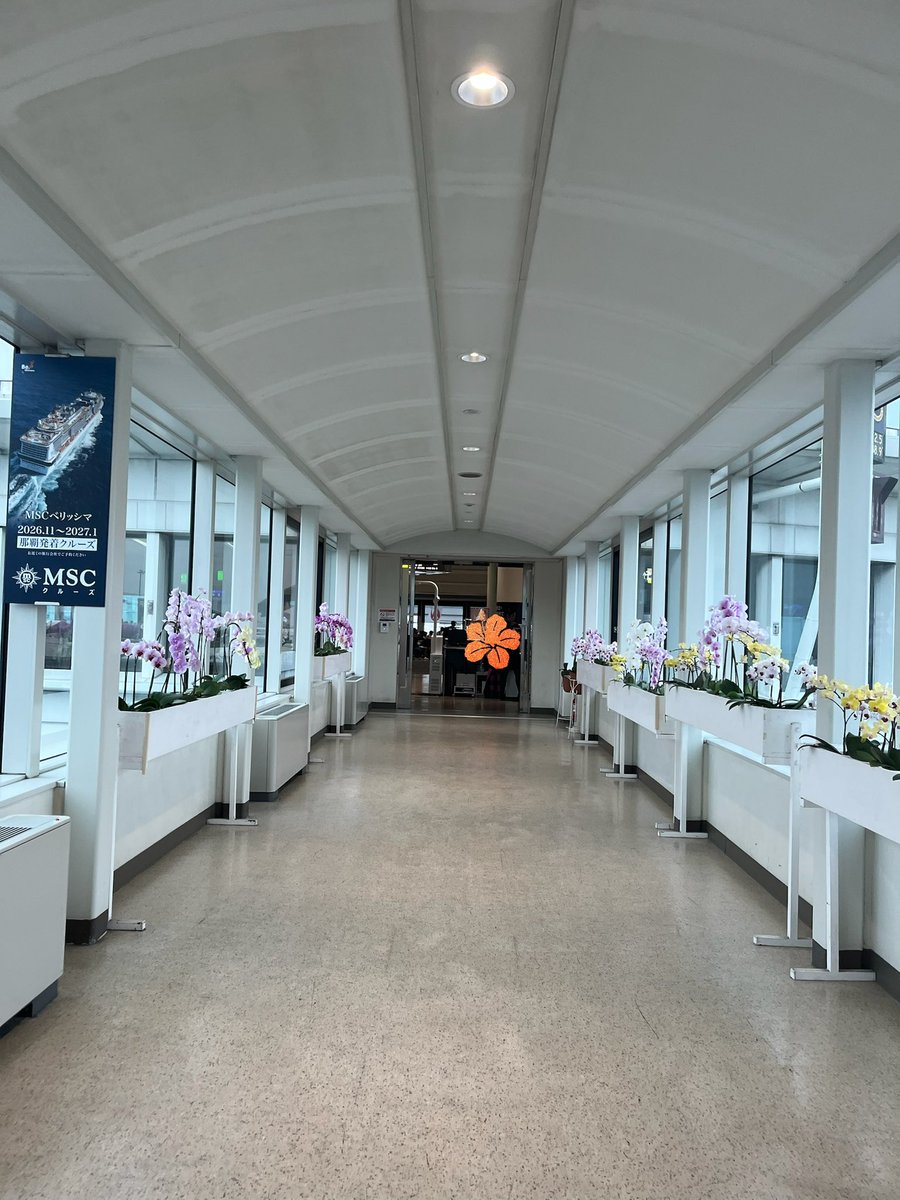 Mii @ MINT SPEC🍅毎週木・日21時30分YouTube生配信🎤🌍 tweet media