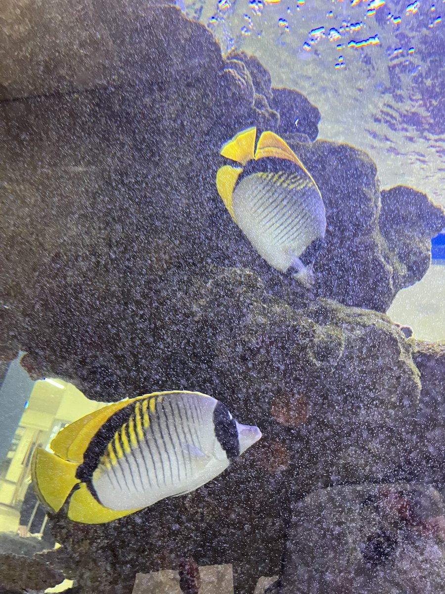 Mii @ MINT SPEC🍅毎週木・日21時30分YouTube生配信🎤🌍 tweet media