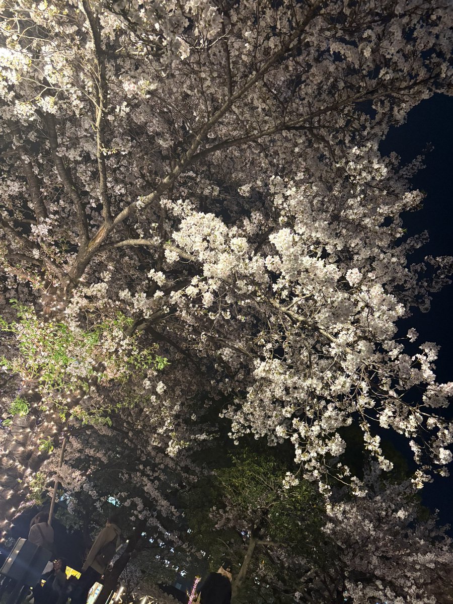 桐生みやび tweet media