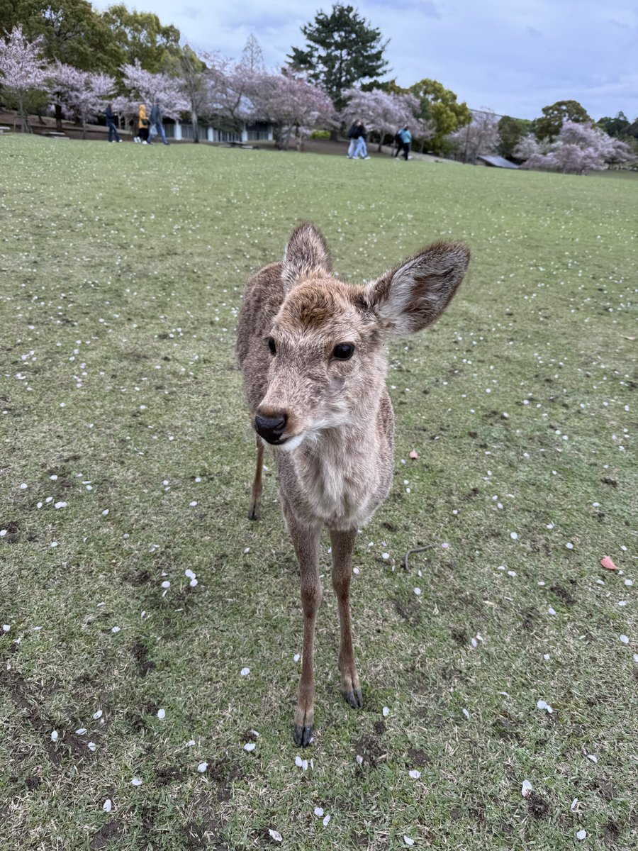 Rio Group社員へずまりゅう tweet media