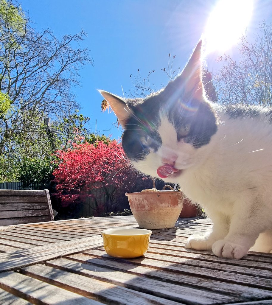 m_pkent's tweet image. Who doesn't love a #latte mid morning, especially when it's warm and sunny?! 😻☀️ Have yourself a great day ❤️ #cat #sunlover #blep