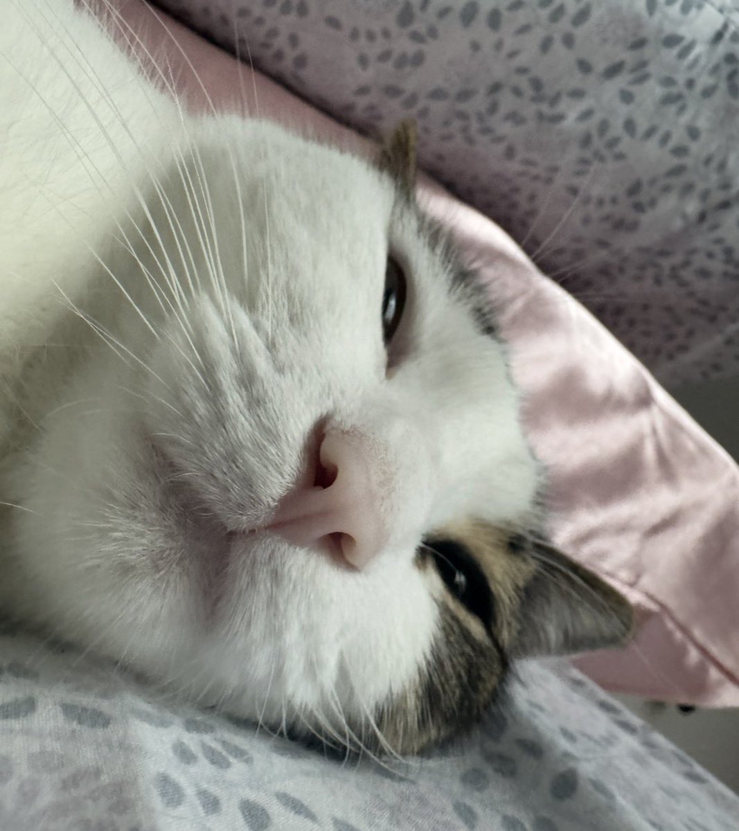 Adam (CW: jojo part 3) tweet media