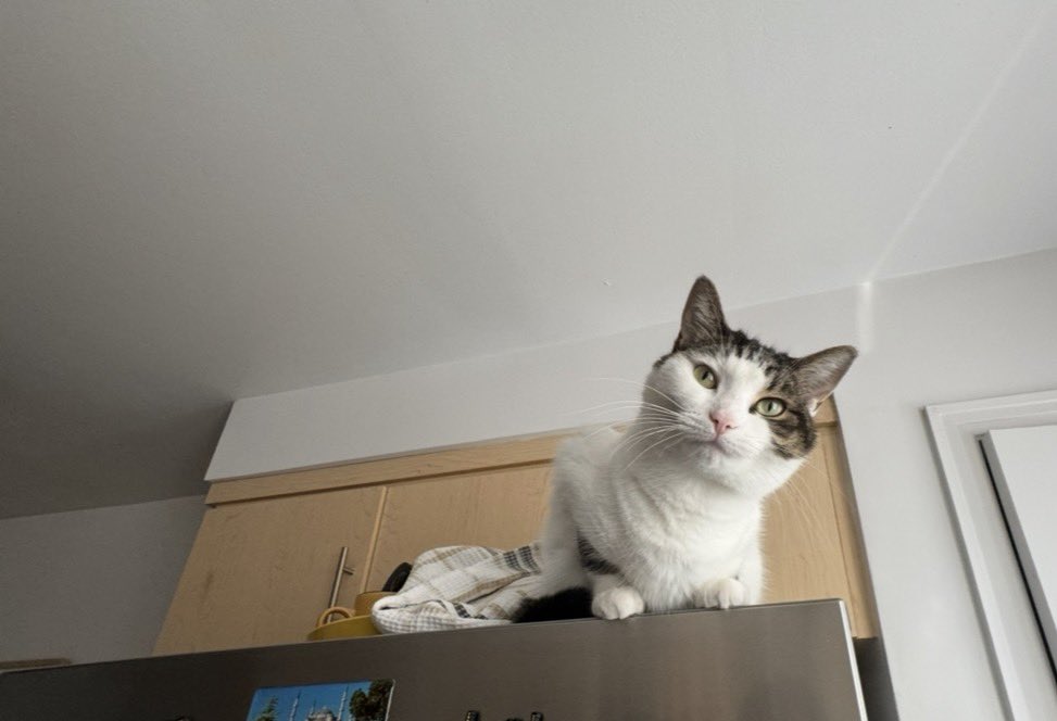 Adam (CW: jojo part 3) tweet media