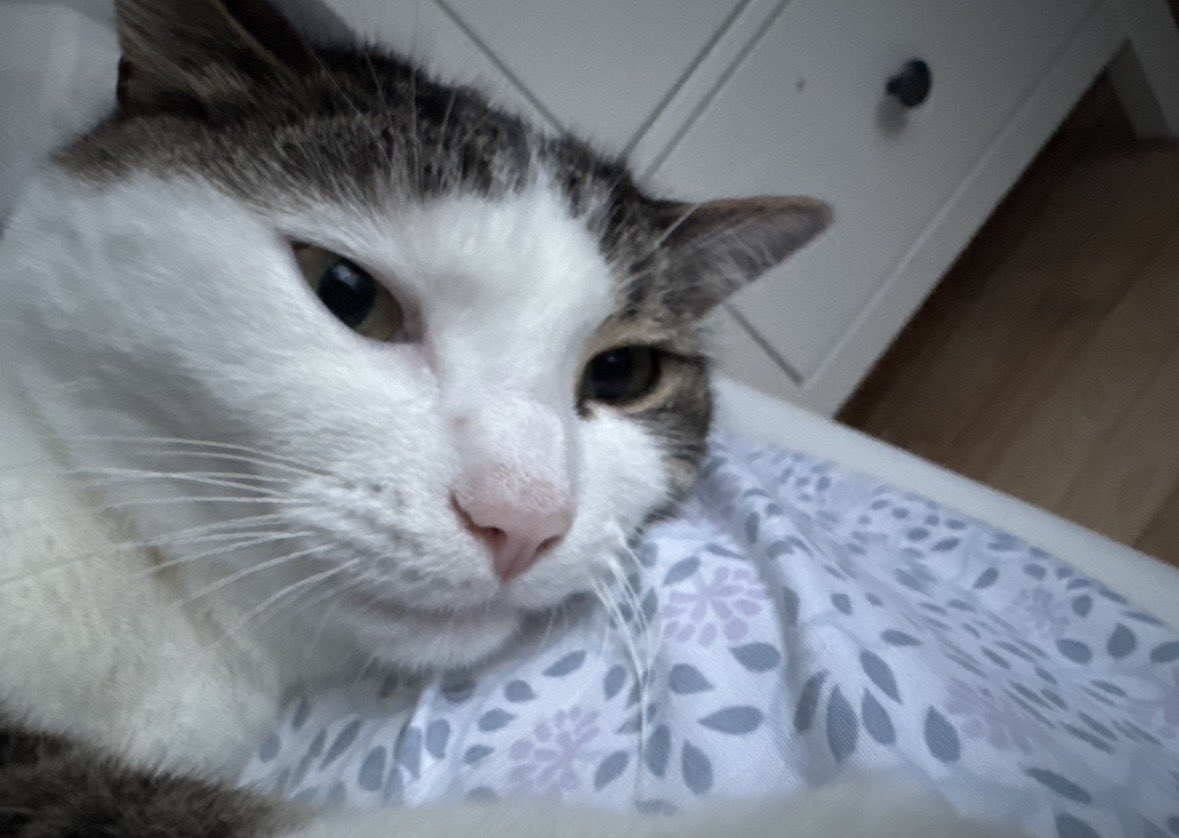 Adam (CW: jojo part 3) tweet media