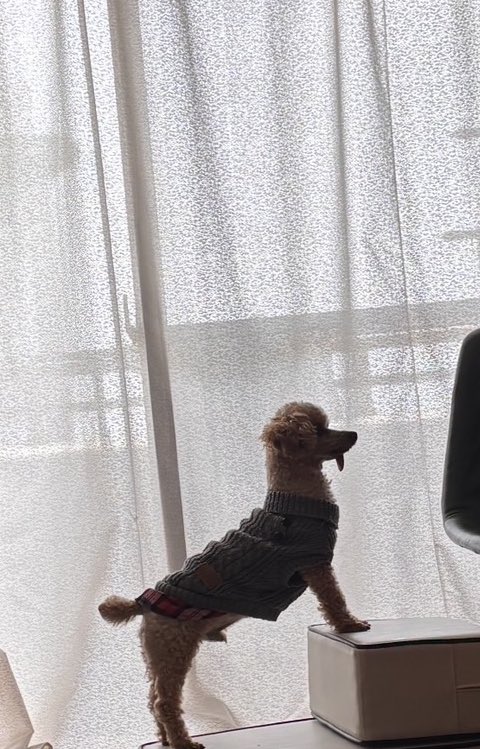 ぺんぎん🐧 tweet media