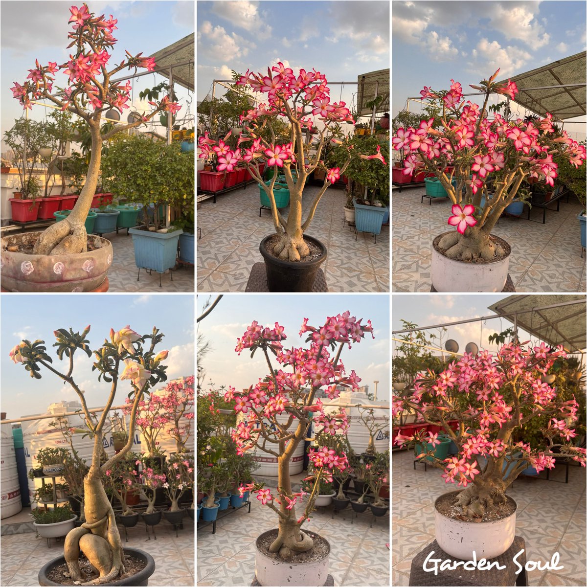 ShaliniGarg7's tweet photo. Caught in the magic of Adeniums ❤️❤️ https://t.co/WsqeOaLHvb