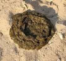 عام آدمی tweet media