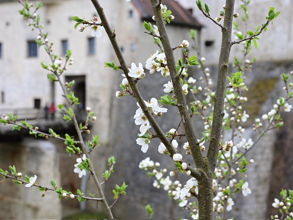 Throjaphoto's tweet image. #4gewinnt #ConnectFour

Frühling auf der weltlängsten Burg zu #Burghausen. Teil 2 von 2

#Castle #Bavaria #Germany