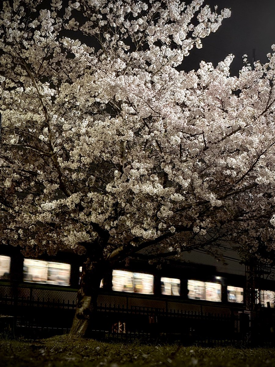 aru@ある tweet media