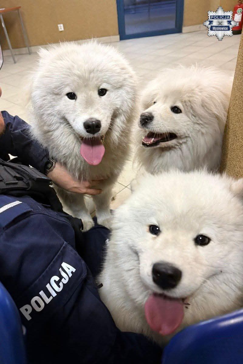 Policja Śląska 🇵🇱 tweet media