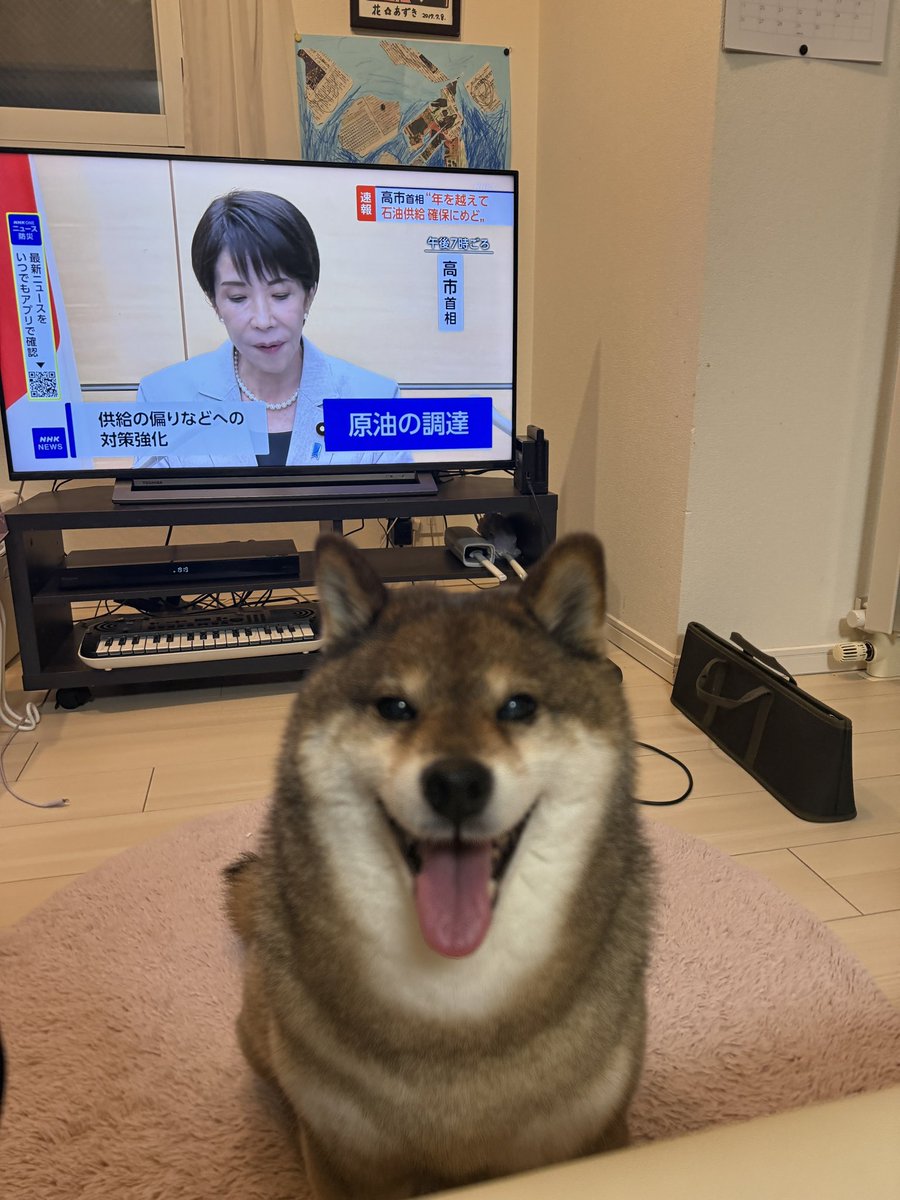 あずはな/胡麻柴🐻と黒柴🐕とおじさん tweet media