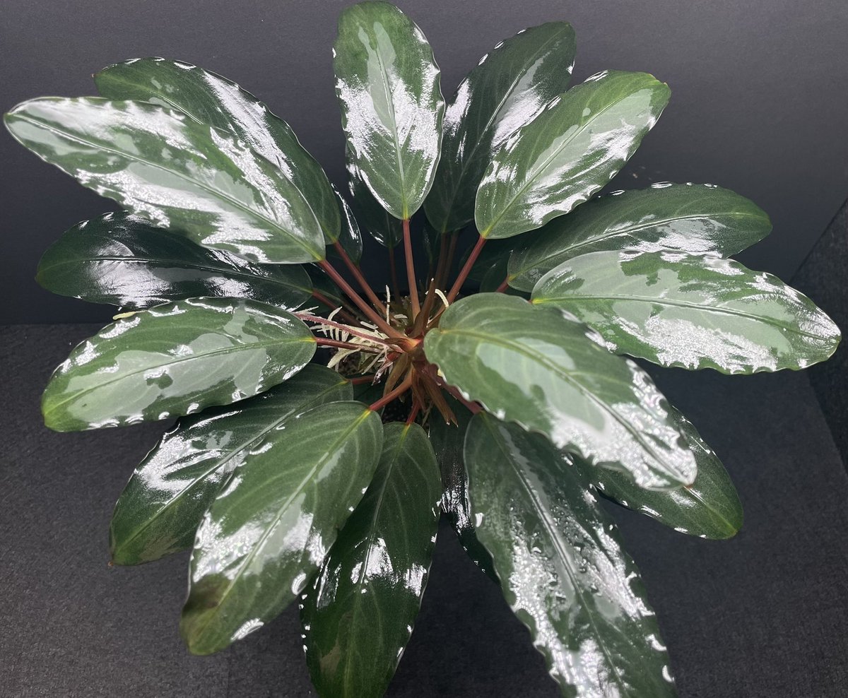 BuceRoom tweet media