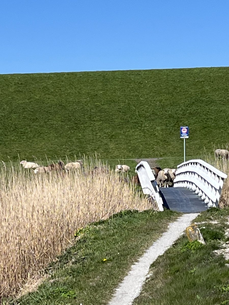 Roodkapje, 🐺 tweet media