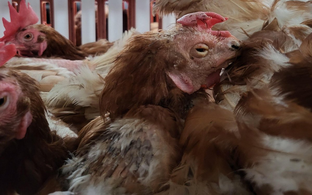 Karen Soeters tweet media