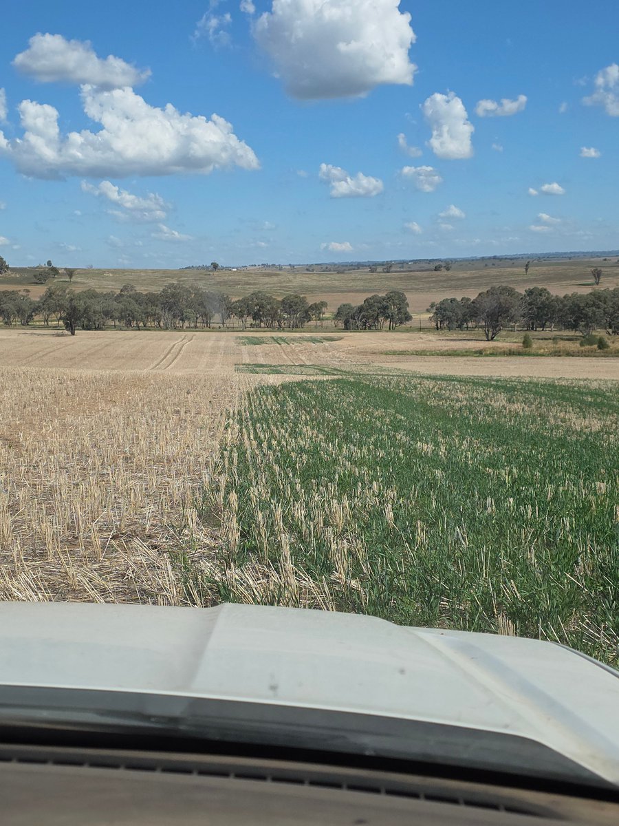 Broden holland tweet media