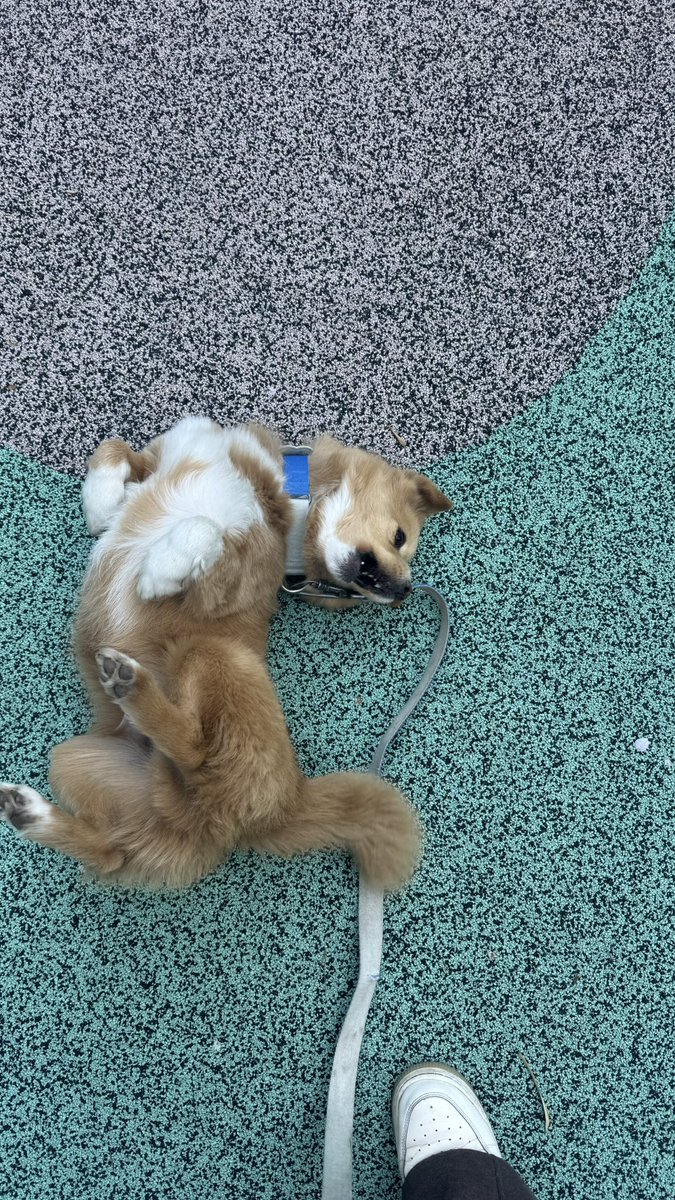 김딱밤 아카이브 tweet media