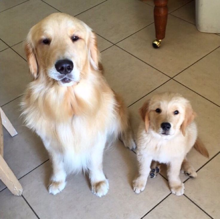 Doglover tweet media