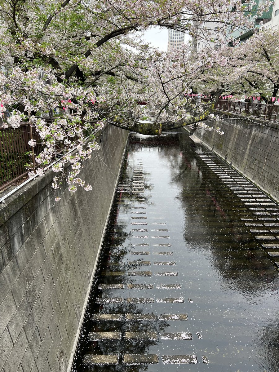h480s2's tweet photo. 中目〜代官山散歩🚶🌸☂️🌧️
一芯の角煮定食だいすき https://t.co/GIUmL4K1HE
