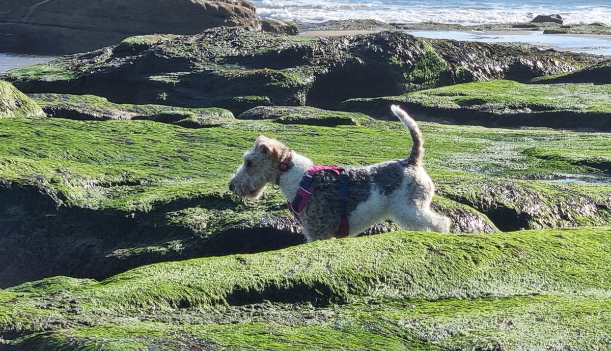 rmpk & Flora the Foxie 💚🇺🇦 tweet media