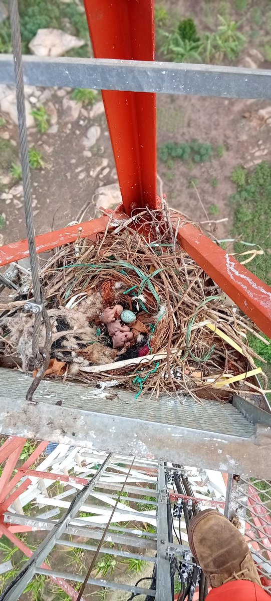 Birders_Lens's tweet photo. Fieldwork meets conservation.

A telecom engineer and follower of @Birders_Lens spotted hatchlings (chicks) of a Pied Crow on a mast, chose not to disturb them, only documented the moment.

That’s the standard. Awareness first, action second.

#BirdersLens #ConservationEthics #PiedCrow #UrbanWildlife