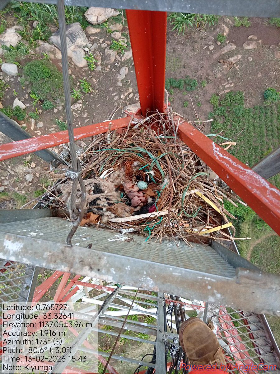 Birders_Lens's tweet photo. Fieldwork meets conservation.

A telecom engineer and follower of @Birders_Lens spotted hatchlings (chicks) of a Pied Crow on a mast, chose not to disturb them, only documented the moment.

That’s the standard. Awareness first, action second.

#BirdersLens #ConservationEthics #PiedCrow #UrbanWildlife