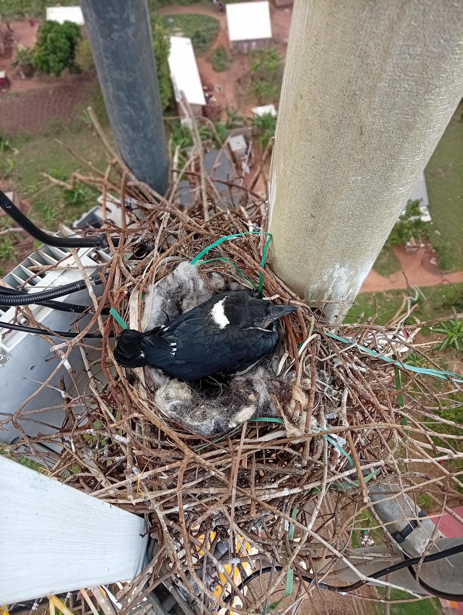 Birders_Lens's tweet photo. Fieldwork meets conservation.

A telecom engineer and follower of @Birders_Lens spotted hatchlings (chicks) of a Pied Crow on a mast, chose not to disturb them, only documented the moment.

That’s the standard. Awareness first, action second.

#BirdersLens #ConservationEthics #PiedCrow #UrbanWildlife