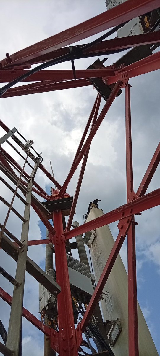 Birders_Lens's tweet photo. Fieldwork meets conservation.

A telecom engineer and follower of @Birders_Lens spotted hatchlings (chicks) of a Pied Crow on a mast, chose not to disturb them, only documented the moment.

That’s the standard. Awareness first, action second.

#BirdersLens #ConservationEthics #PiedCrow #UrbanWildlife