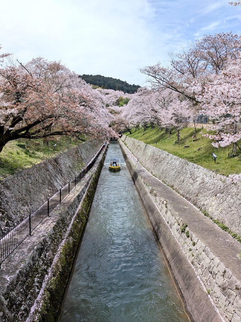 sola_0428's tweet photo. 琵琶湖〜山科疏水の桜と菜の花とても綺麗だったのだ🌸✨ https://t.co/sL9Pkf9klg