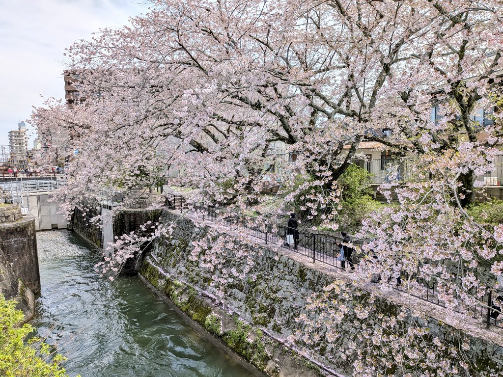 sola_0428's tweet photo. 琵琶湖〜山科疏水の桜と菜の花とても綺麗だったのだ🌸✨ https://t.co/sL9Pkf9klg