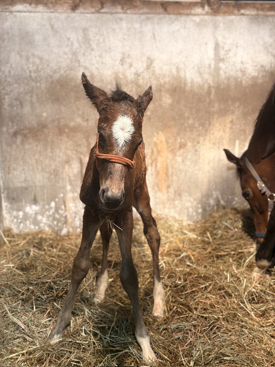 酢豚兄さん tweet media