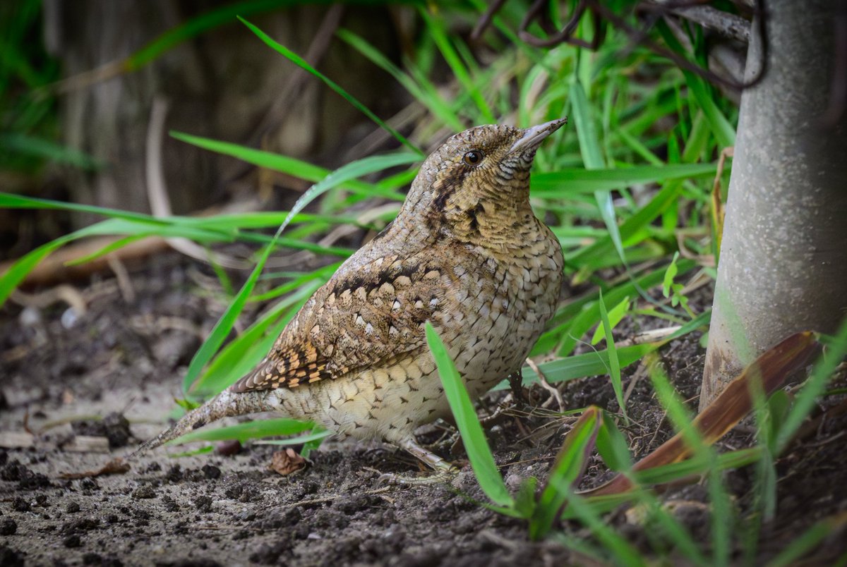 David Parody 🇬🇮 tweet media