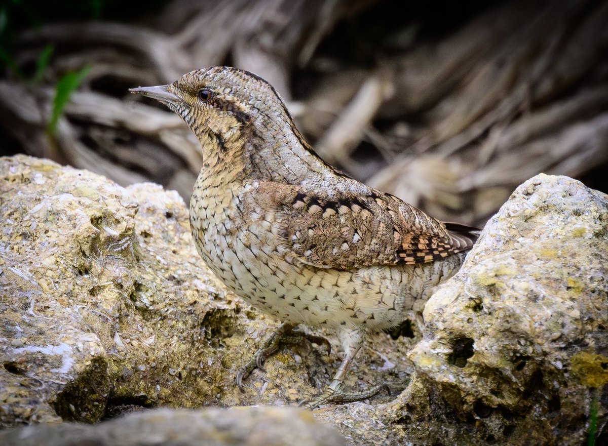 David Parody 🇬🇮 tweet media