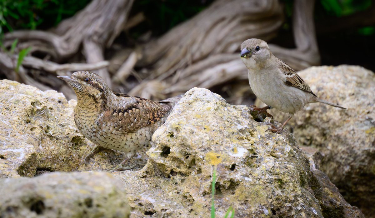 David Parody 🇬🇮 tweet media