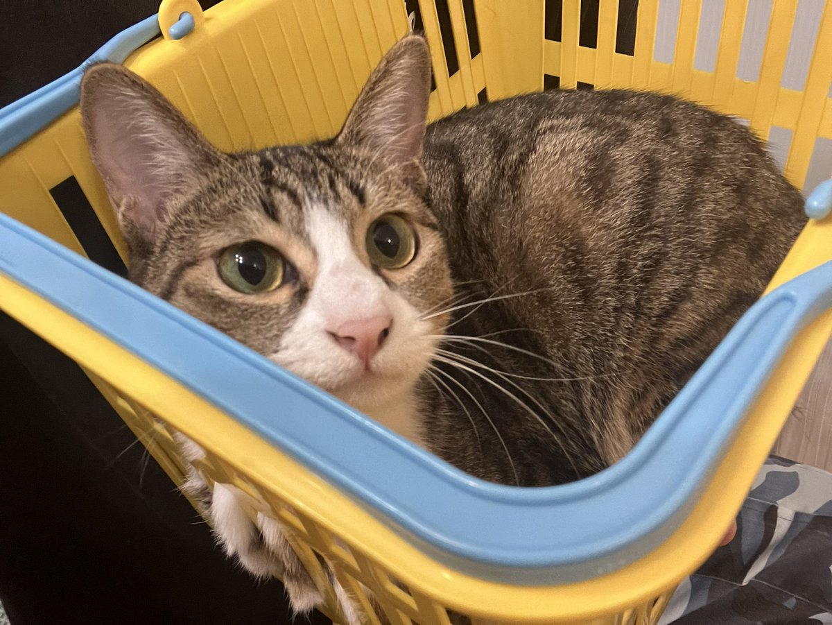 小松朗宏【公式】 tweet media