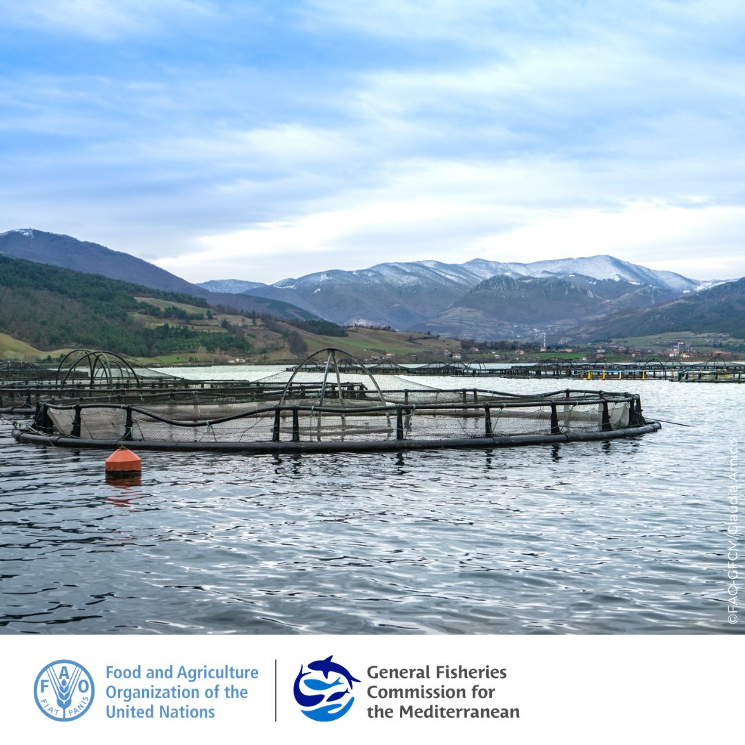 UN_FAO_GFCM's tweet image. 📢#JobOpportunity for a Senior Fishery Officer (Aquaculture) to lead &amp;amp; coordinate the work of our Aquaculture Team &amp;amp; Technical Advisory Groups

💼Grade: P-5
📍Location: Rome, Italy
🗓️Deadline: 24 April 2026
👉Apply here: jobs.fao.org/careersection/…

#Aquaculture4Sustainability