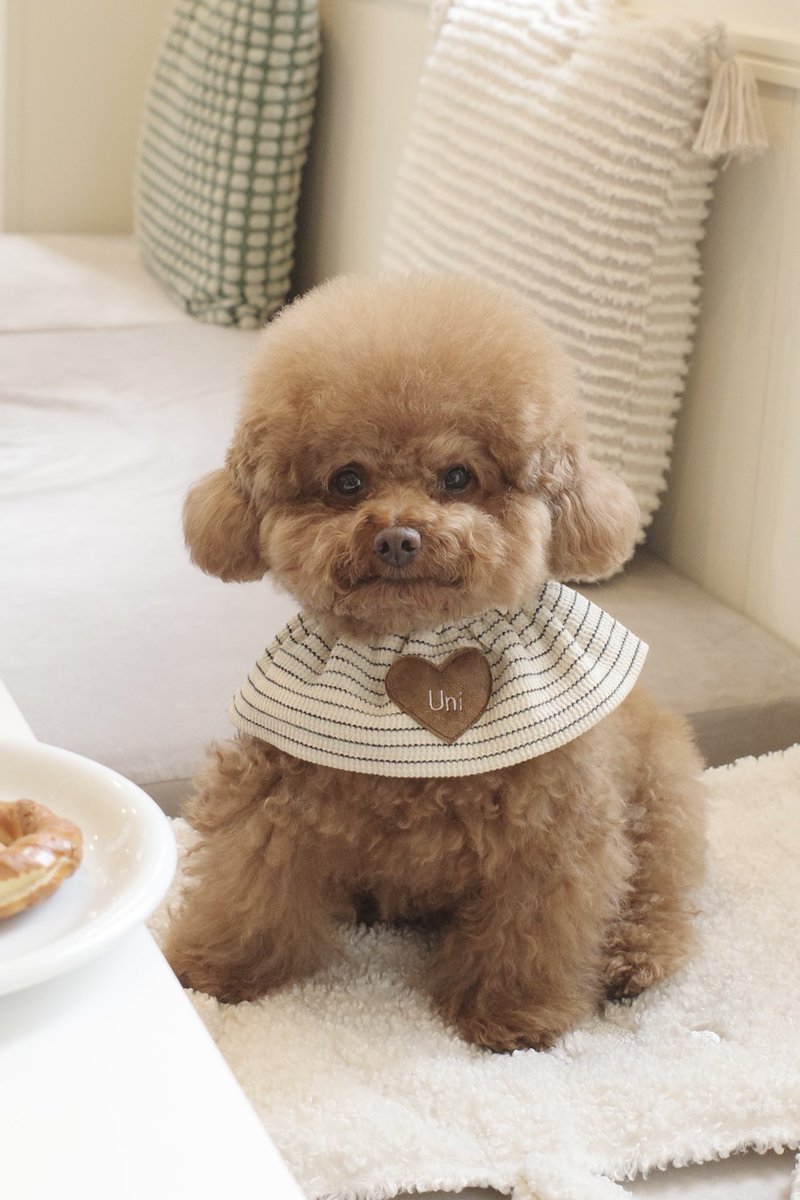 トイプードル ウニくん¦𝗨𝗻𝗶 tweet media