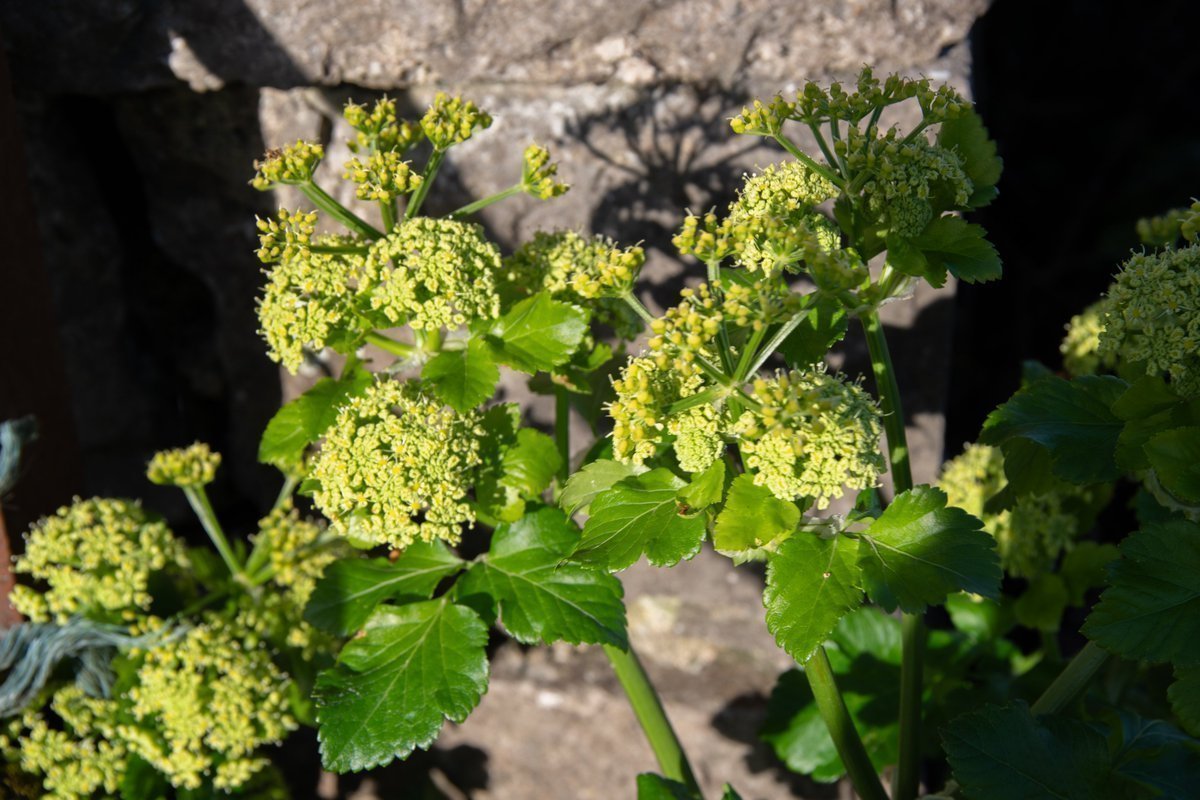 Yumi Mihara tweet media