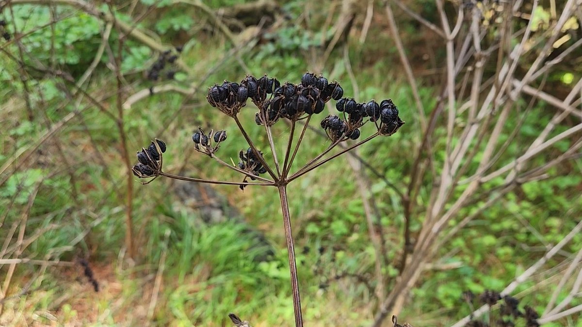 Yumi Mihara tweet media