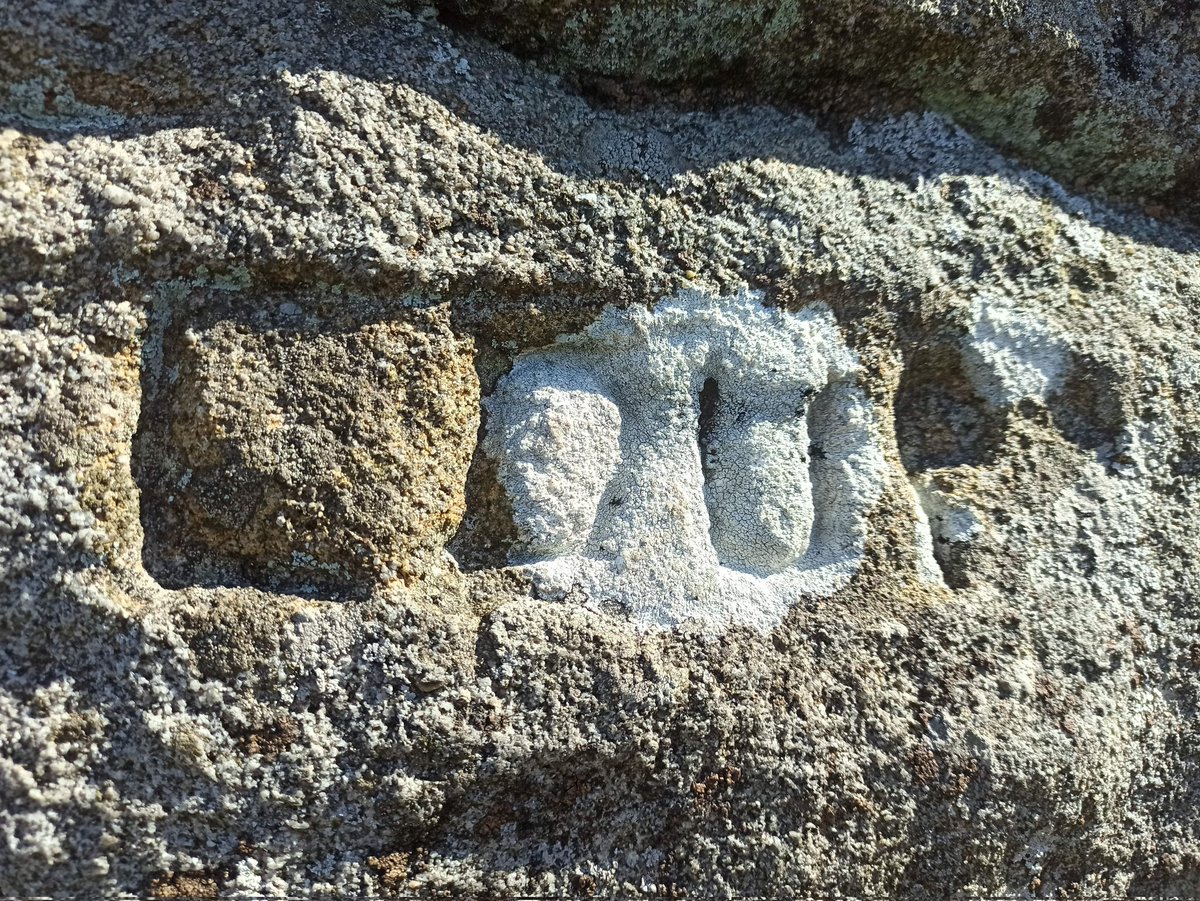 QuantrillTim's tweet photo. Interesting rock above Addingham in West Yorkshire @gow_derek - LOUP carved into one face but I can't find any records of the rock being named, like a lot on Rombalds (Ilkley) Moor are. Loup Scar at Burnsall is a few miles away as are other wolf rocks/crags in North Yorkshire https://t.co/CYfyzxQjhX