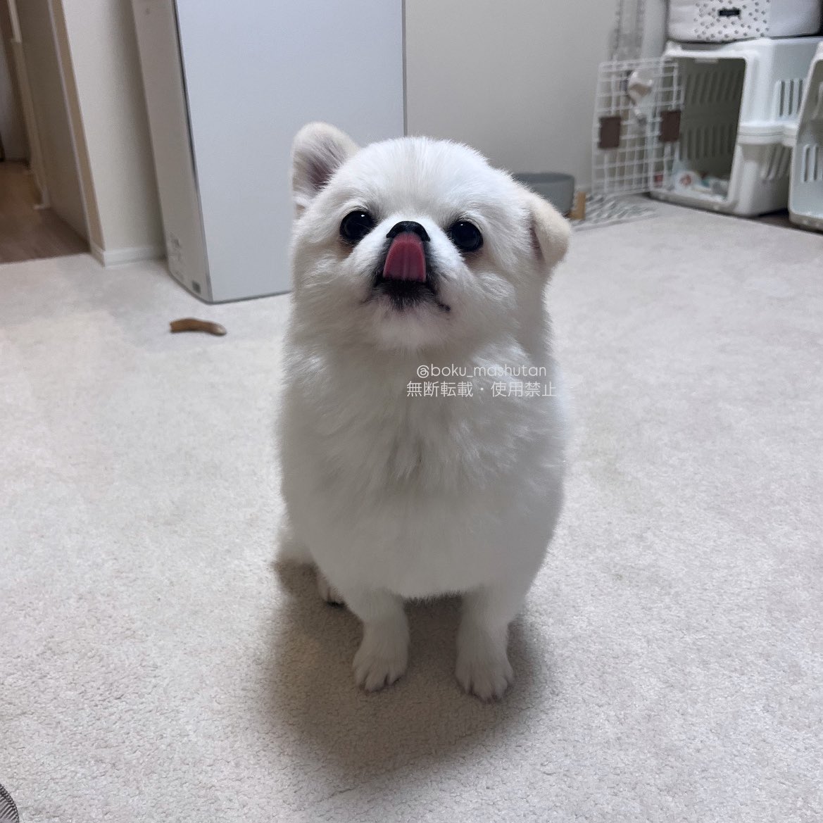 アザラシいぬ tweet media