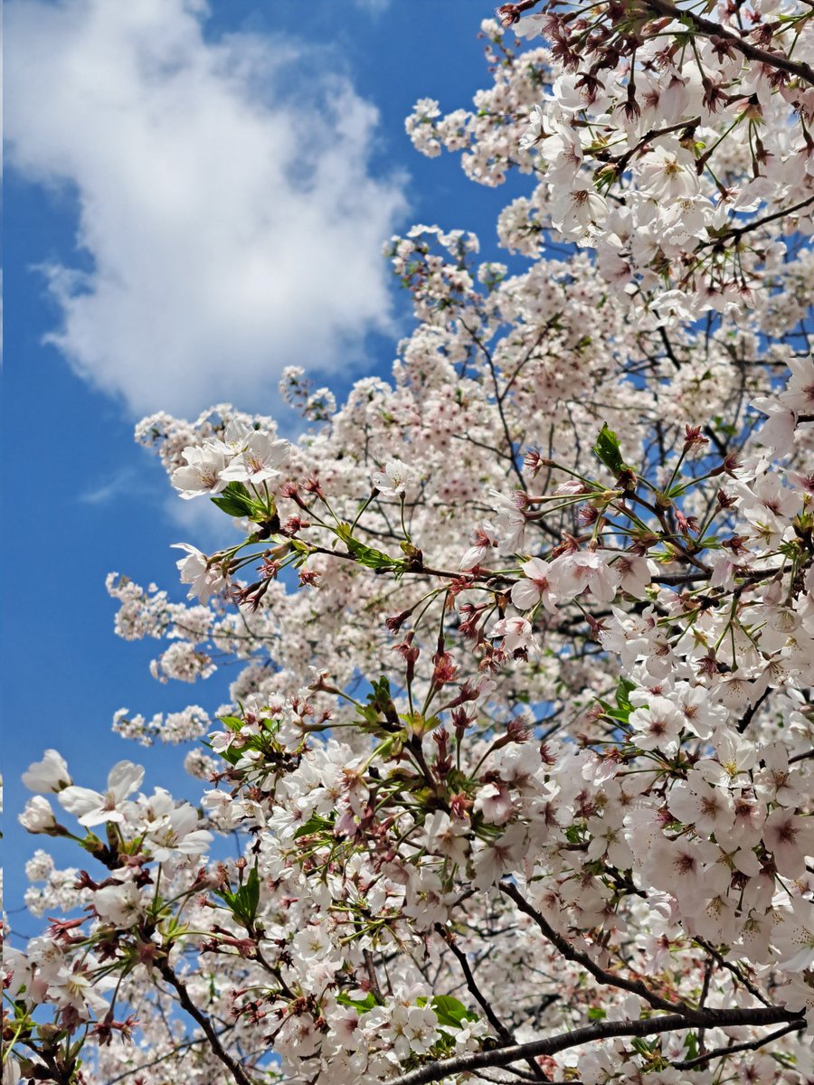 らいら tweet media