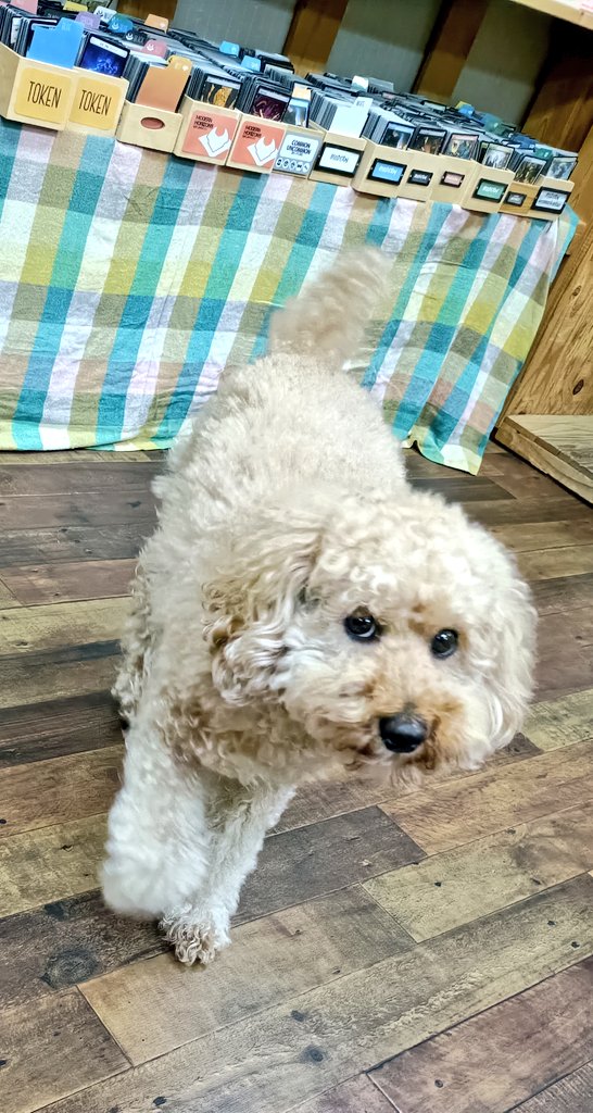 アノアデザインのmtg＠和泉府中 tweet media