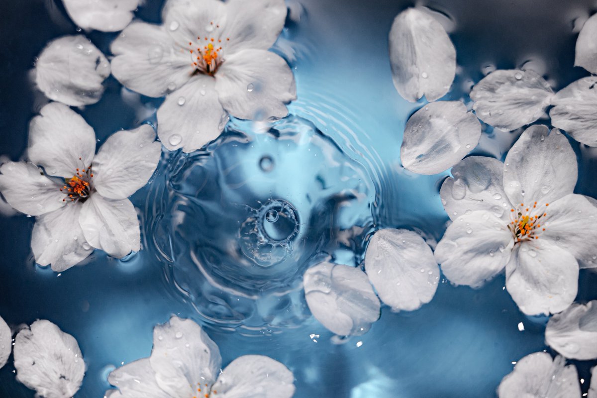 しふぉん | Shiho Kawahara tweet media