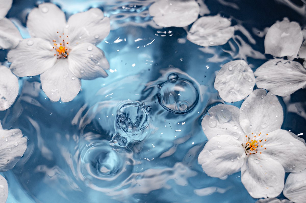 しふぉん | Shiho Kawahara tweet media