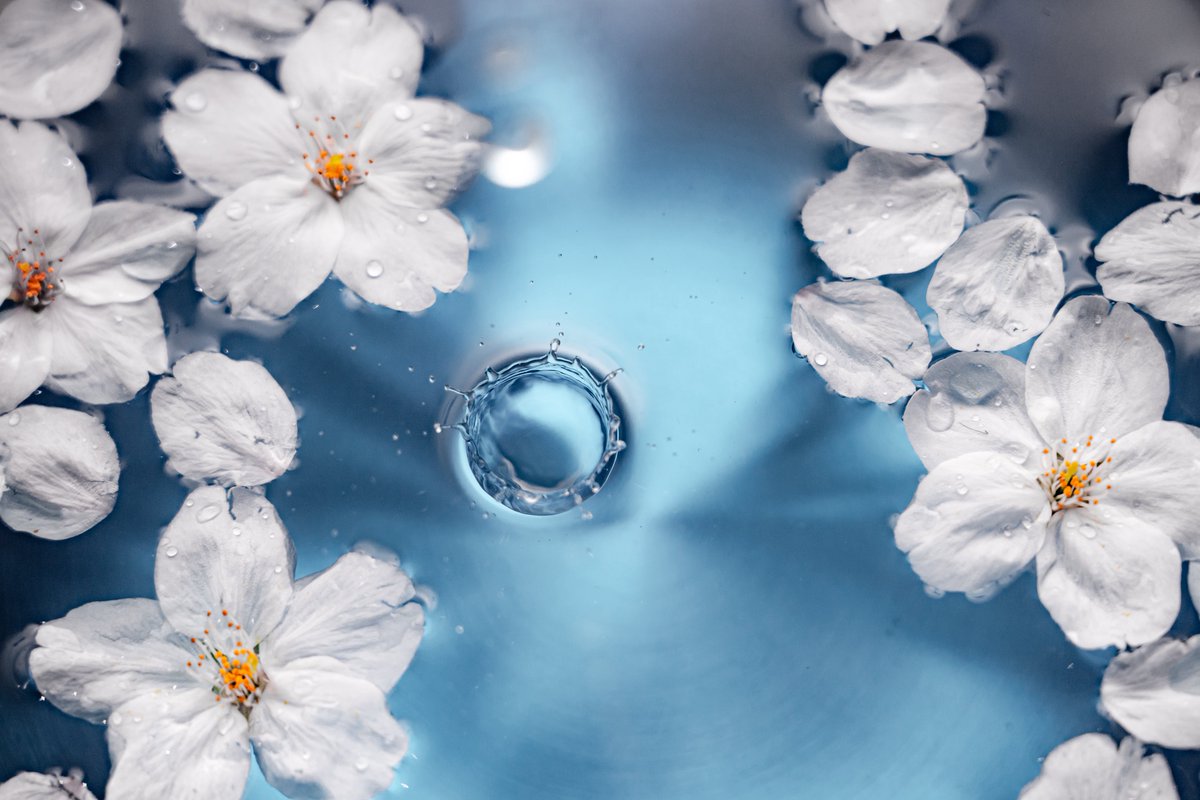 しふぉん | Shiho Kawahara tweet media