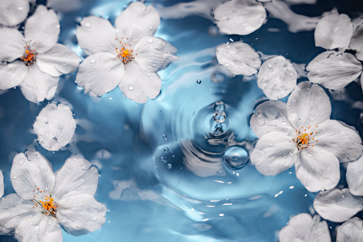 しふぉん | Shiho Kawahara tweet media