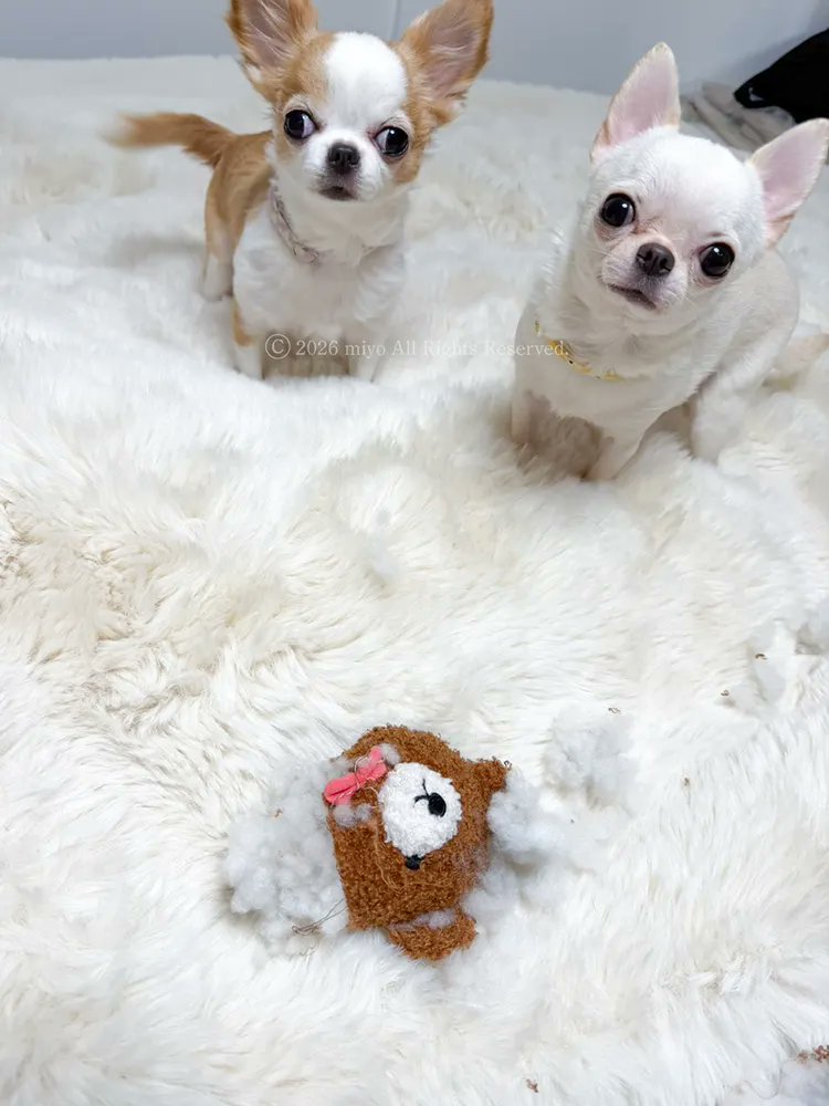 とぼけたら許されると思ってる白組。