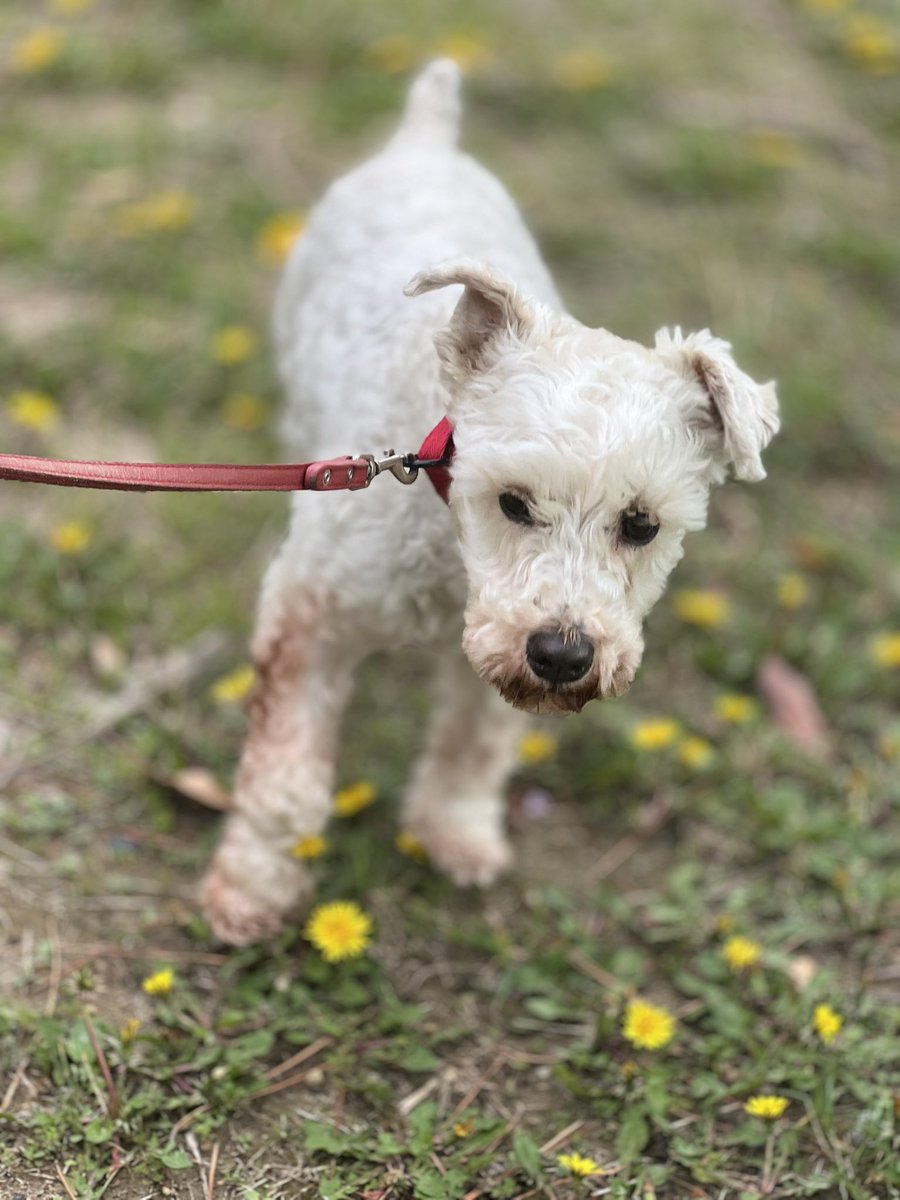 茶リオとビノの生活 tweet media